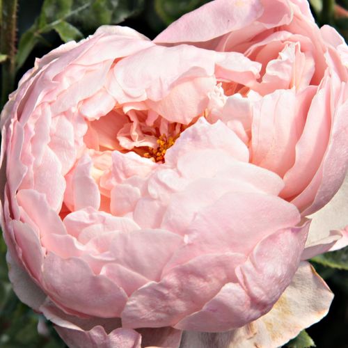 Online rózsa webáruház - angol rózsa - rózsaszín - Rosa Auswonder - intenzív illatú rózsa - David Austin - Nyílott állapotban szirmai lazább rozetta formát alkotnak.